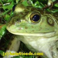 /home//u458753944/public_html/sourcegallery//Frogs/More bullfrogs/P6020112.JPG